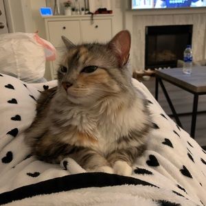 Meet your Posher, Qi